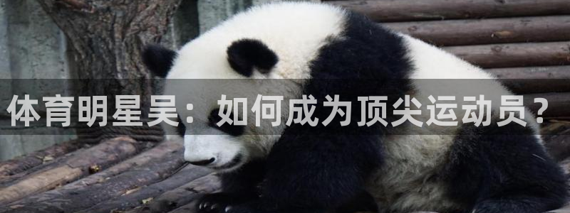 红蓝体育买球正规吗：体育明星吴：如何成为顶尖运动员？